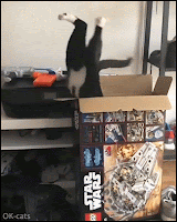 Hilarious Cat GIF • FAIL! Clumsiest cat ever stuck inside a big box with legs up. "HALP!"