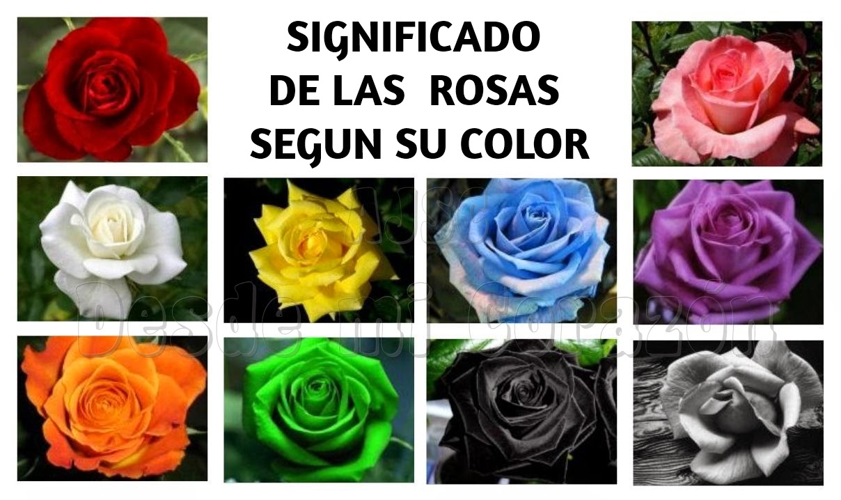 Significado De Tatuajes De Rosas Sin Color - kulturaupice