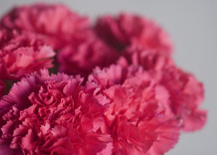 andrea despot photography blog {personal} valentine's day carnations