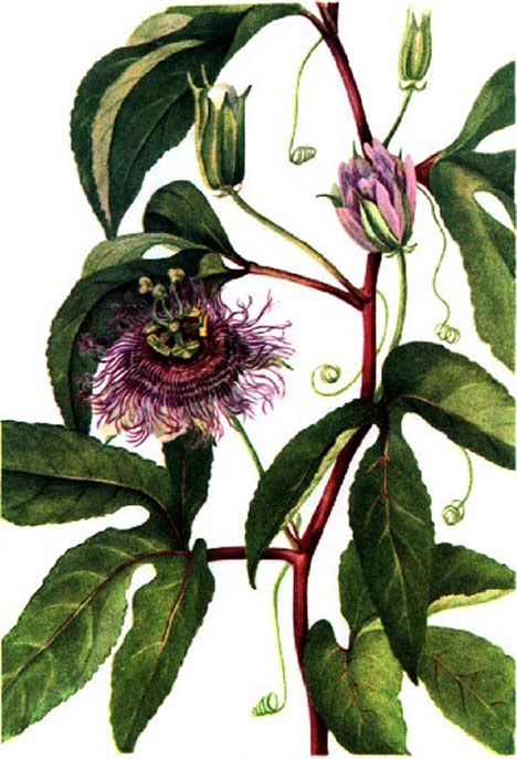 Passionflower Vine (Passiflora incarnata)
