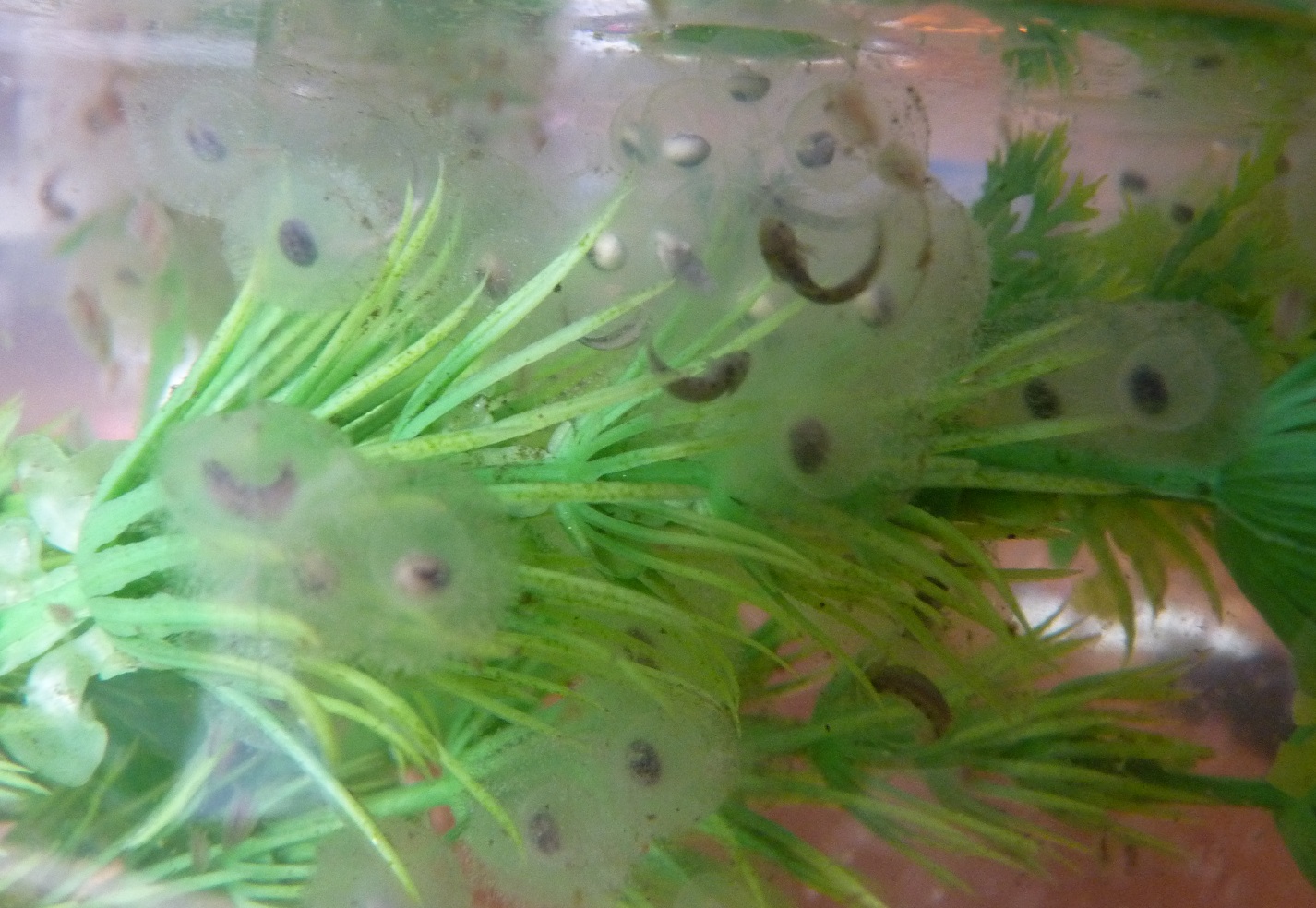 Adventures from the House on the Hill Axolotl Eggs at Two Weeks