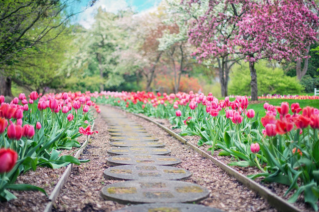 2 tips to create a typical Mediterranean garden
