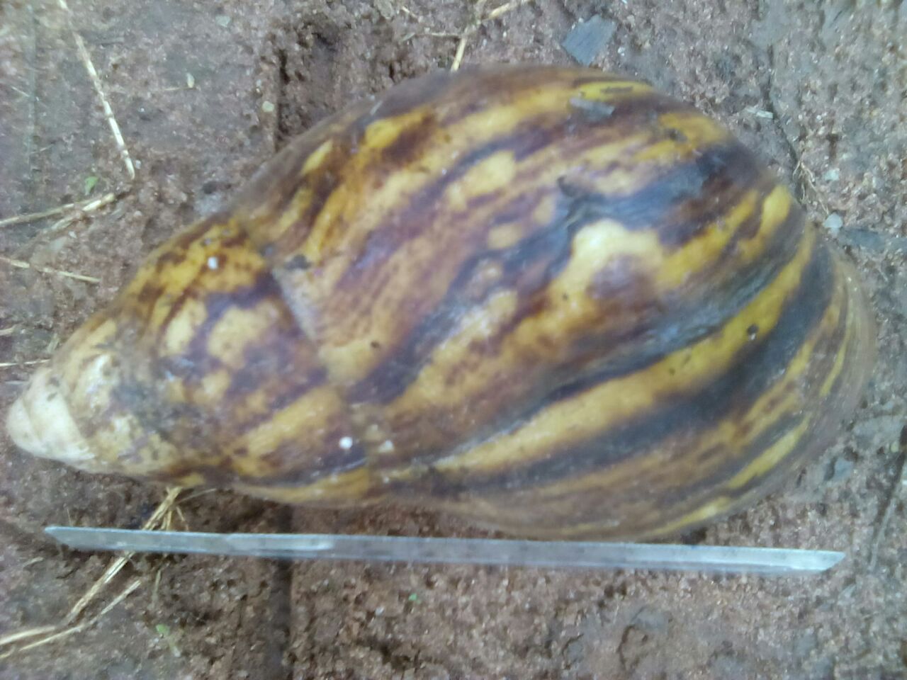 Complete Agrofood Blog SNAILS FARMING SYSTEMS