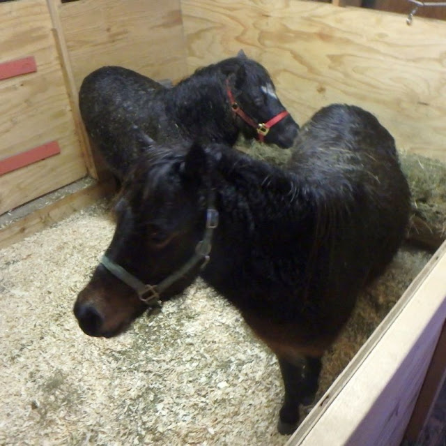 Windswept Adventure The Miniature Horses