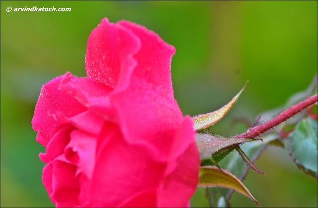 Dew Drops, Pink Rose, Rose, Flower