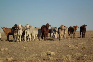 Ribuan Ekor Sapi Tinggalkan Australia Barat Menuju Indonesia Ribuan Ekor Sapi Tinggalkan Australia Barat Menuju Indonesia