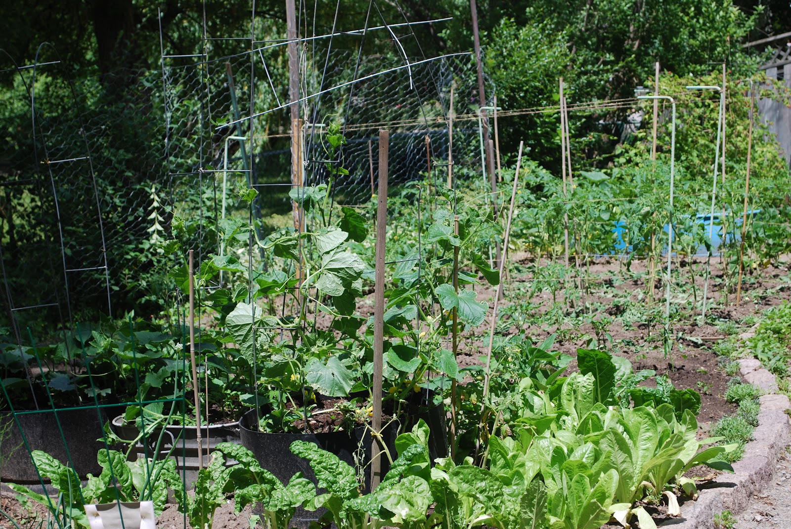 Reflective Thoughts by Barbara THE CANADIAN SUMMER VEGETABLE GARDEN