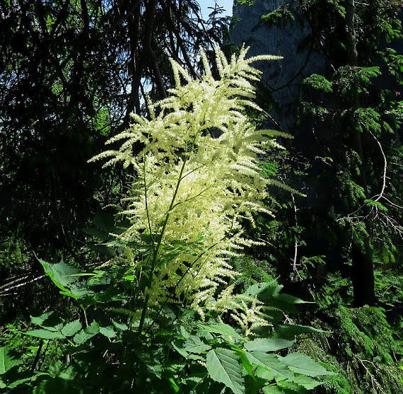 Parzydło leśne (Aruncus dioicus)