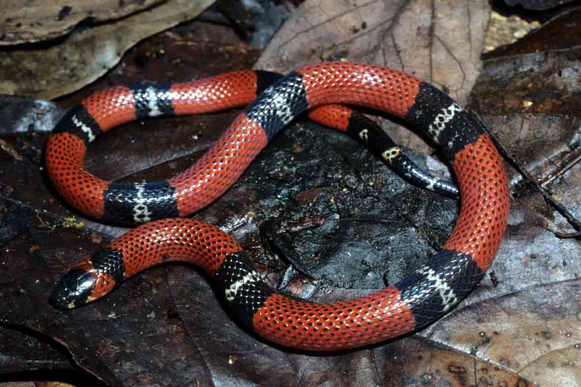 Serpentes Brasileiras Serpentes Brasileiras