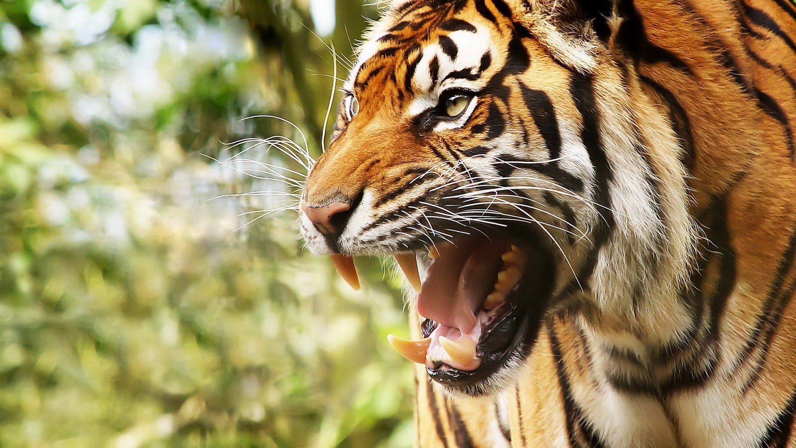 HD Wallpapers and Backgrounds of animals and pets: Foxes, Horses, Tiger, Dogs, Cats, Squirrels, Rabits and Others