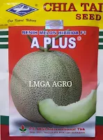 BENIH MELON F1 A PLUS, MELON F1 A PLUS, MELON A PLUS CAP KAPAL TERBANG, MELON A PLUS HARGA MURAH