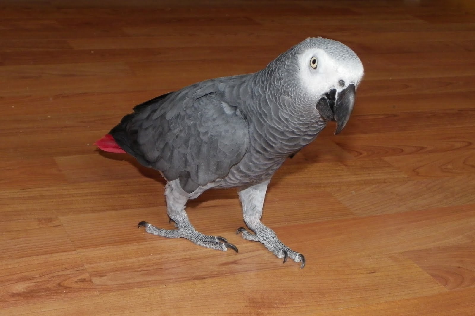 Vicky's Mini'Zoo The Indoor Birds!