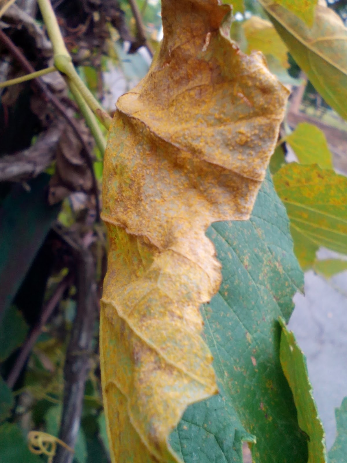 Leaf rust фото 101