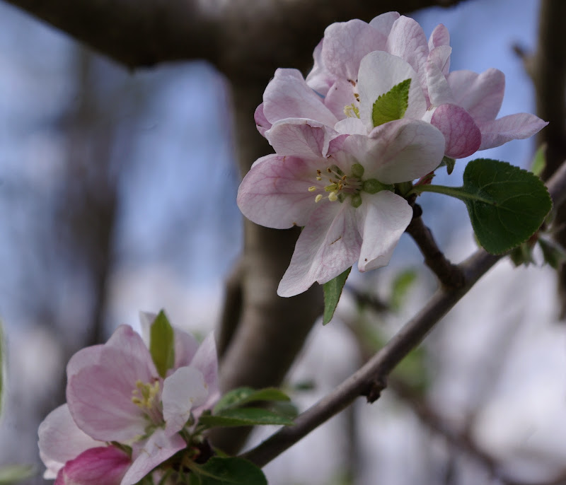 sweetbay Apple Tree Blossoms