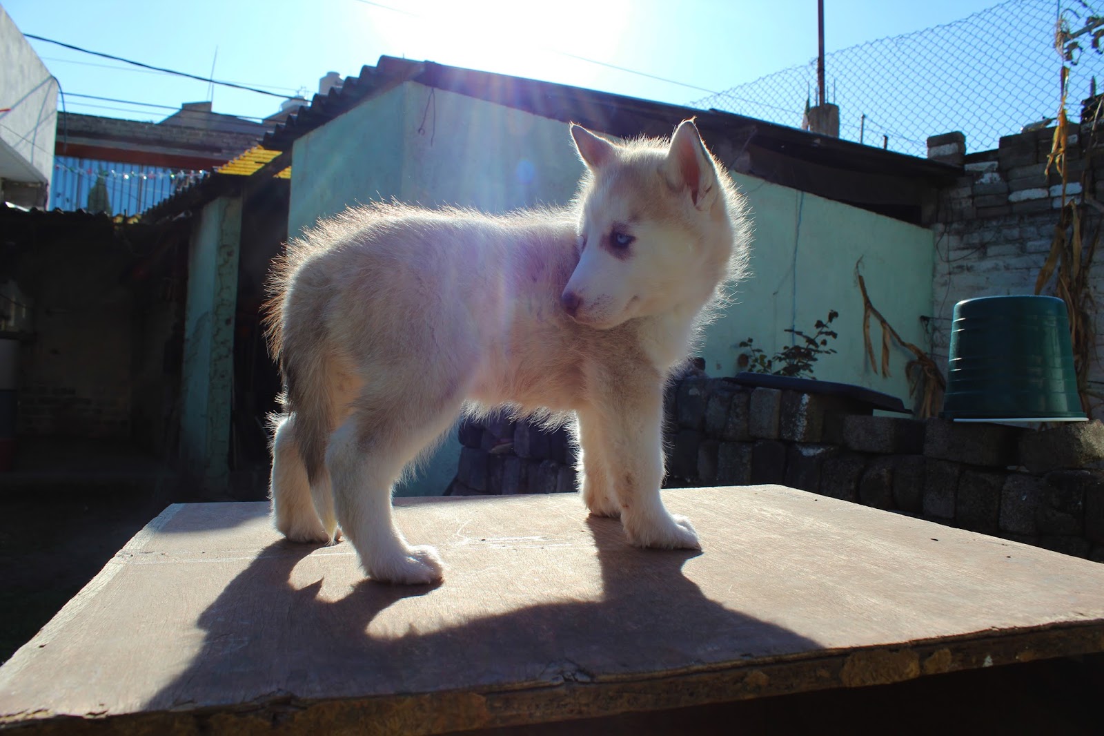 Huskies Ortiz: Husky Siberiano: Macho Color Arena