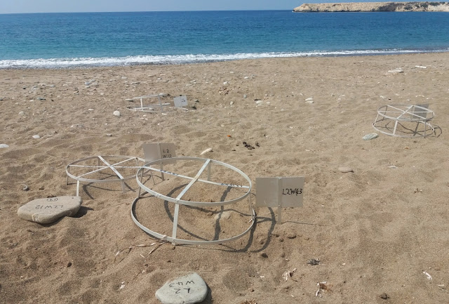 cypr, żółwie, plaża lara, najlepsze miejsca na cyprze