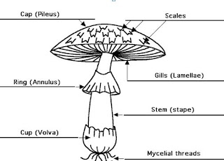 Struktur Jamur (Fungi) Basidiomycota Struktur Jamur (Fungi) Basidiomycota
