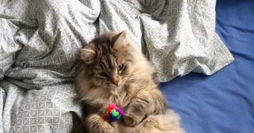 Наша сибирская кошка со своей любимой игрушкой - Котоблог