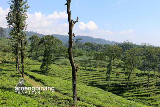 agrowisata perkebunan teh pagilaran batang