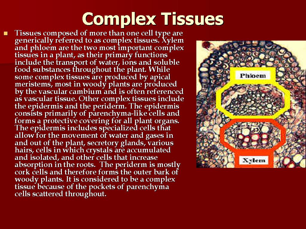 Complex Tissues /xylem,phloem THE SAIF's WORLD