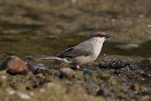 Arabian Waxbill (Estrilda rubibarba)