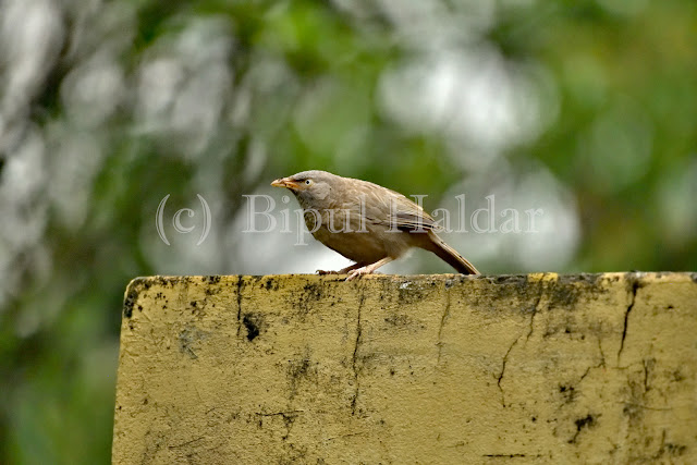 Jungle Babbler Jungle Babbler