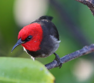 Myzomela Kepala Merah Burung Myzomela kepala merah atau disebut dengan red-headed myzomela ataupun red-headed honeyeater dalam bahasa Inggrisnya dan memiliki nama latin (Myzomela erythrocephala)