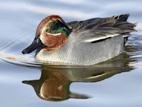 Duck on the lake