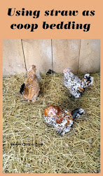 straw coop bedding chicken using chickens coops farm muranochickenfarm read murano litter