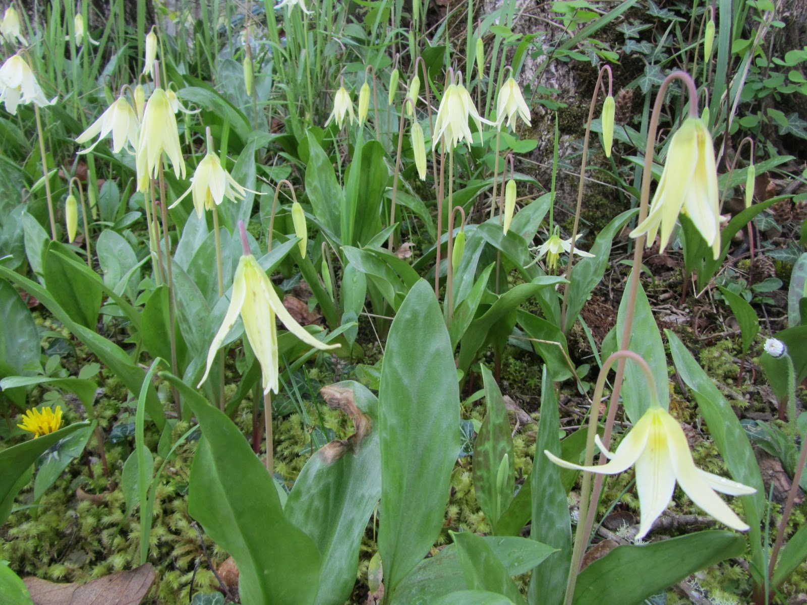Four Hills of Squash Lamb's Tongue Season