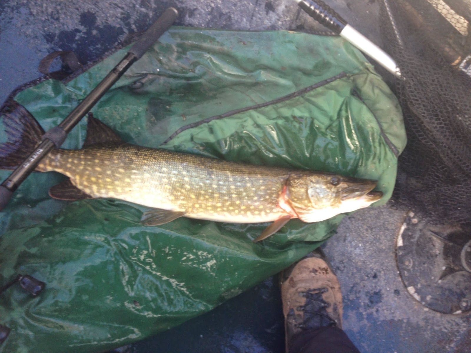 Scottish Fishing Guide 7lb Pike. Pike Fishing Loch Lomond