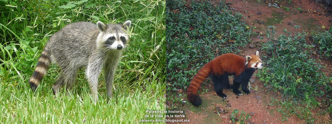Hay Mapaches Rojos Palaeos, la historia de la Vida en la Tierra: junio 2013