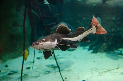Redtail Catfish Si Ikan Lele Berwajah Doraemon