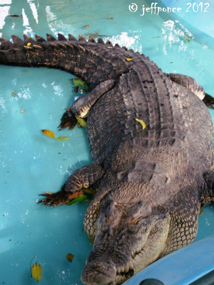 Bisayang Manlalakbay around the Philippines: Pangil: Davao Crocodile