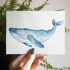 blue whale images