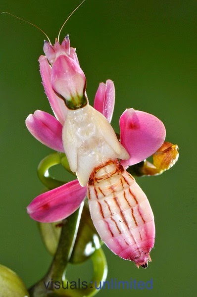 finest images of insects at all . | TOOOPIC