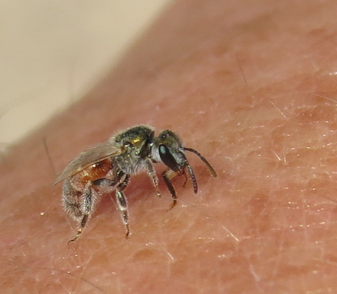 Bug Eric Don't Sweat 'em