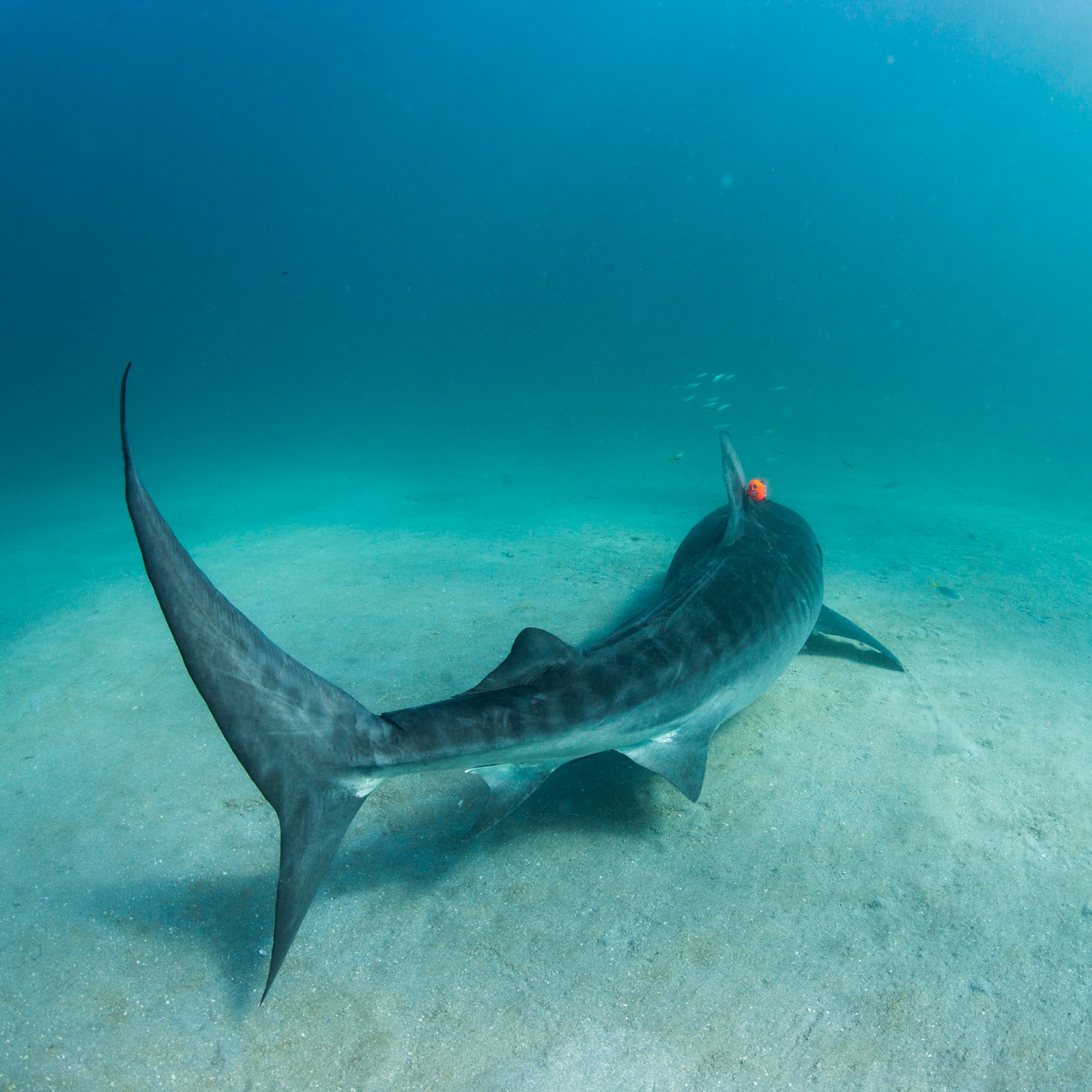 THE SUNDAY TRUTH: Tiger Sharks Revealed as Lazy Predators