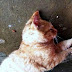 Il trouve un chat mort devant sa porte, quand il regarde ses pattes de plus près, toute une surprise l'attend!
