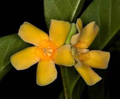 โมกนเรศวร โมกถิ่นเดียวของไทย ทุ่งใหญ่นเรศวร ดอกสีเหลืองอมส้มง ดอกหอม