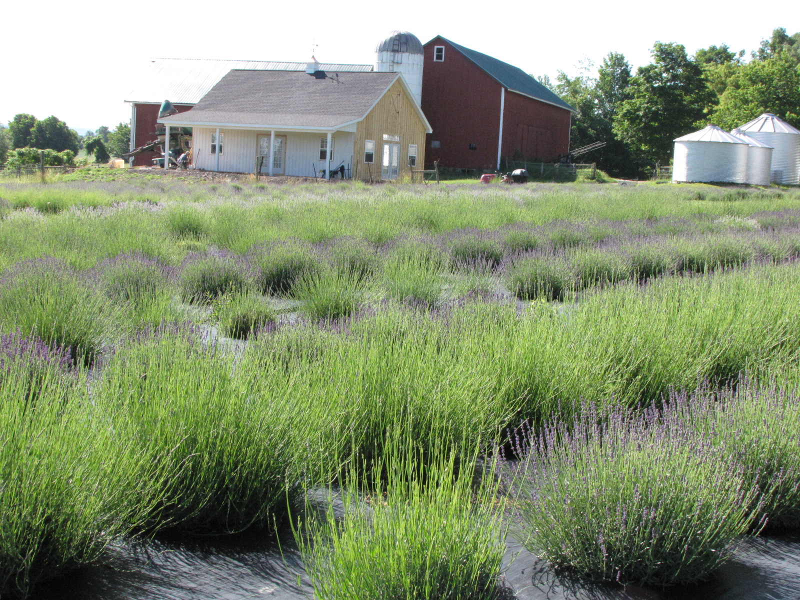 Lockwood Lavender Farm U Pick Lavender this Weekend