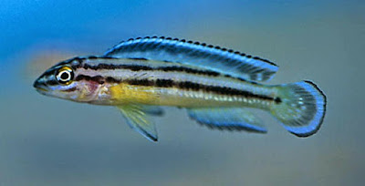 Ciclido Julidochromis Dickfeldi Ciclido Julidochromis Dickfeldi