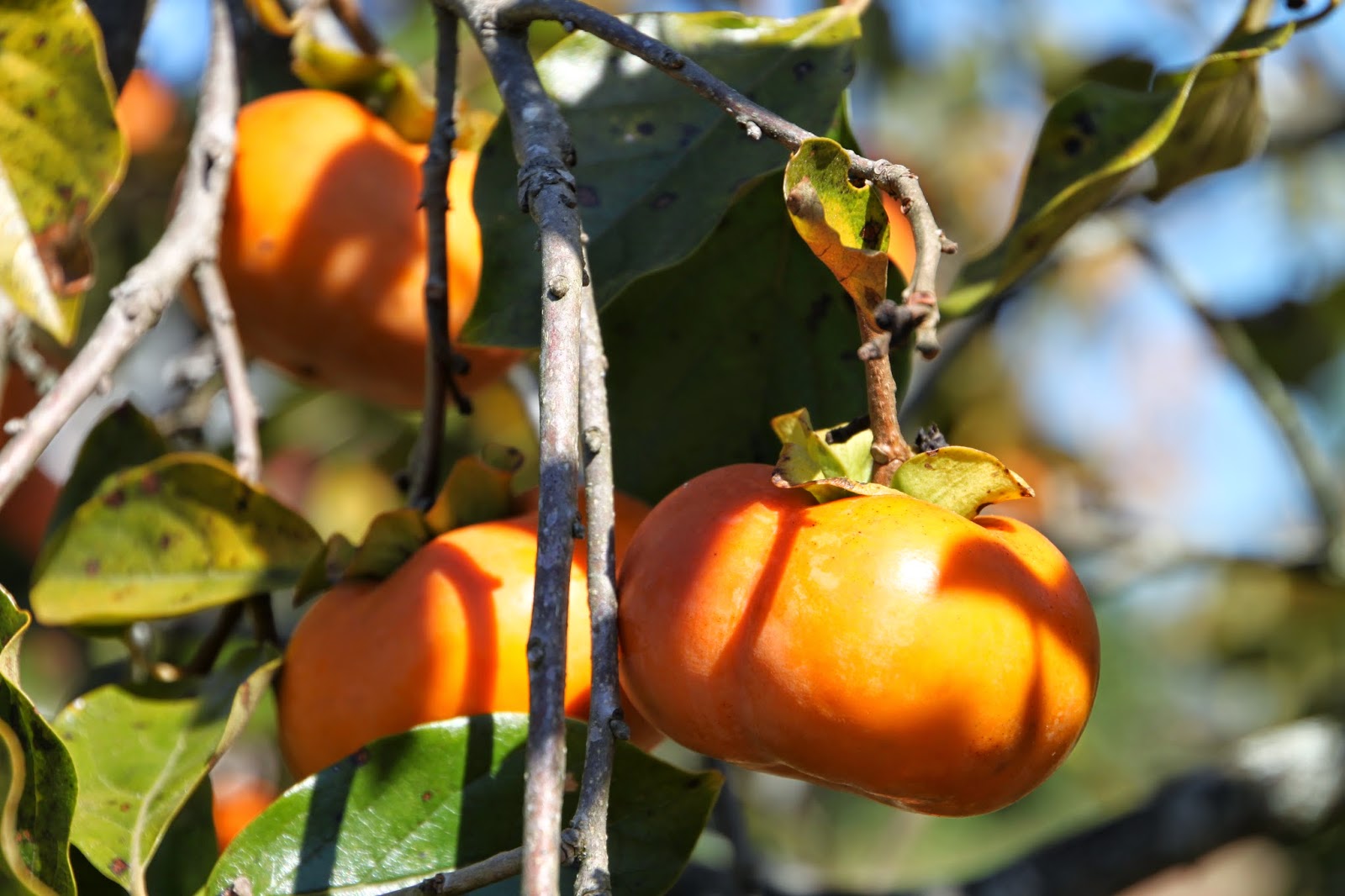 What do you know about persimmons? Living With Thanksgiving