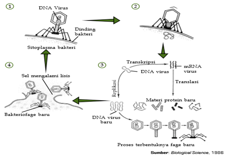 Gambar tentang ciri-ciri, reproduksi, dan klasifikasi pada mikroorganisme virus
