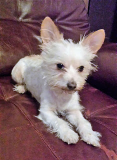 Rascal a Chihuahua / wired terrier mix.