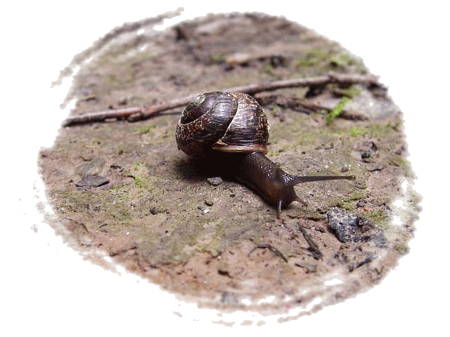 #snailsmas22
