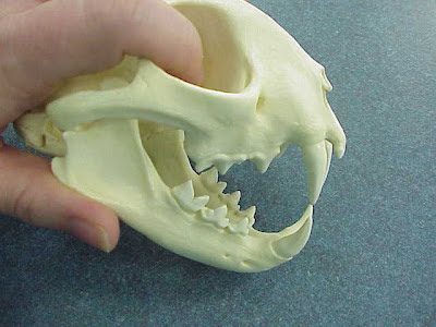 Feline Skull Model