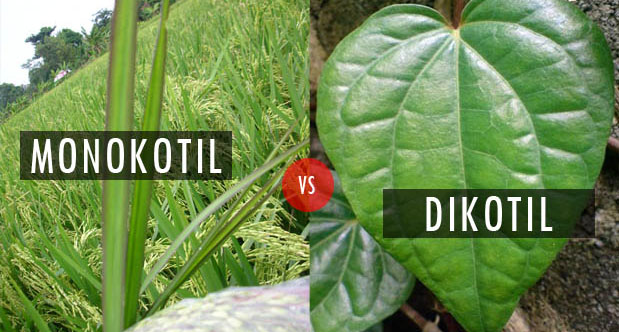 Perbedaan Dikotil dan Monokotil Perbedaan Dikotil dan Monokotil