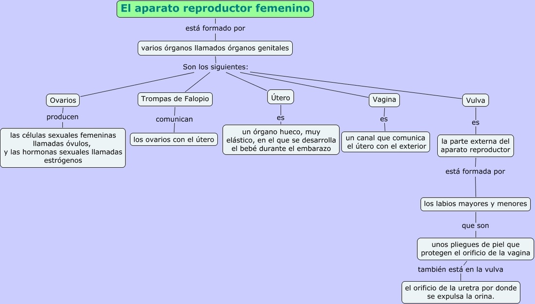 mapa conceptual de células reproductivas femeninas