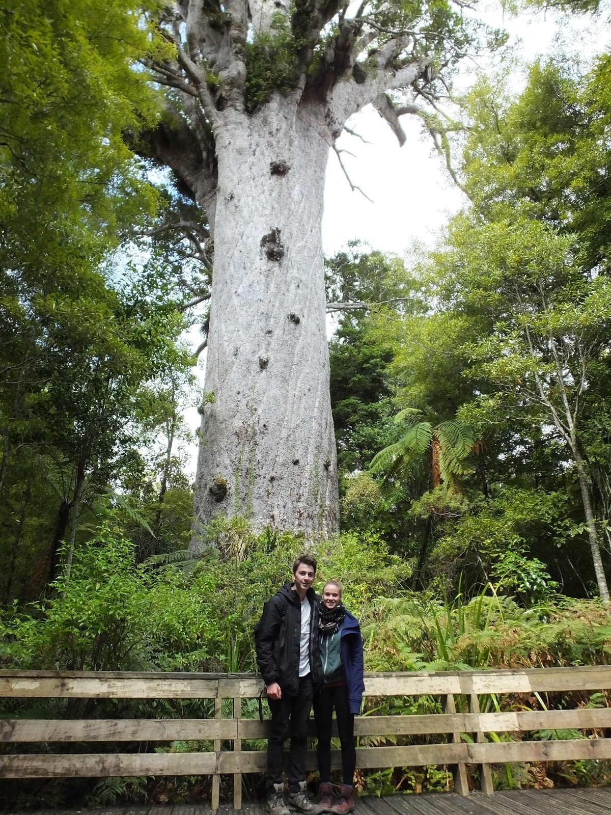 Abenteuer Neuseeland Kauri Forest